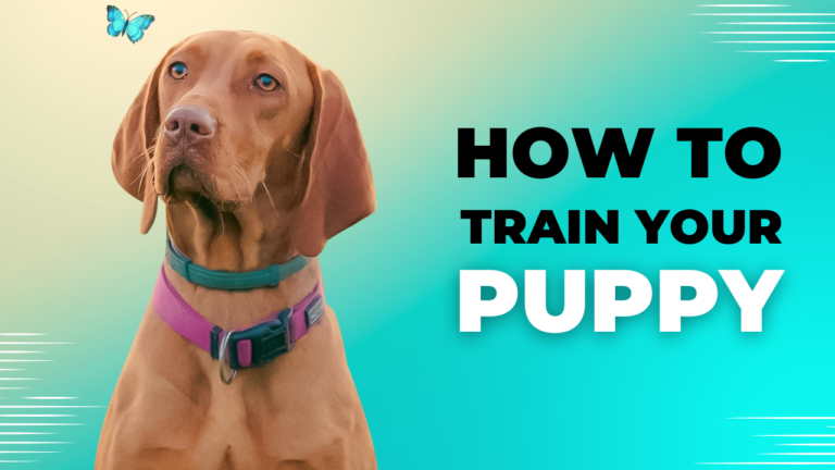 How to Train a Puppy: Essential Tips for a Well-Behaved Dog